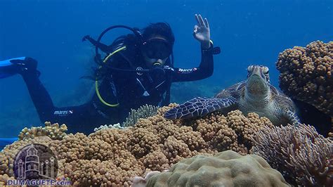 Diving Apo Island