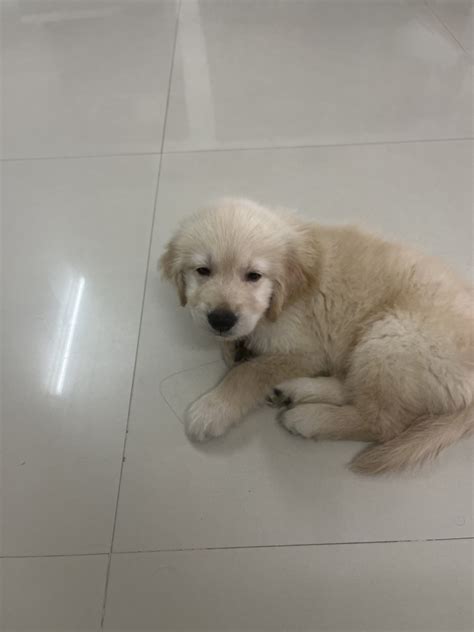 Golden Retriever Puppies For Sale | Hyderabad, TG #486524