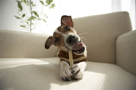 How to Choose the Best Dog Chews