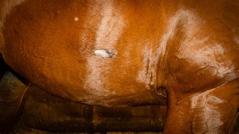 Horse Skin And Hair – Tack Injury – The Horse's Advocate