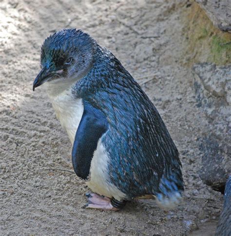 Little (or Blue) Penguin, smallest species, only about 16 inches. Pretty Birds, Love Birds ...