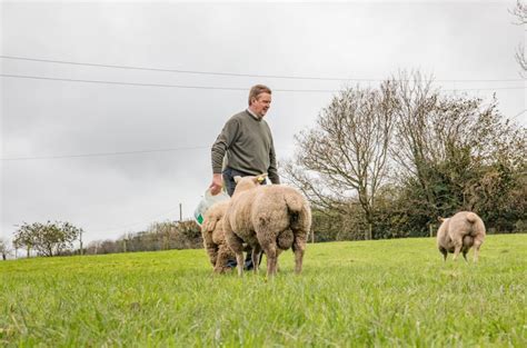 Sheep focus: Over two decades of Charollais breeding in the heart of ...