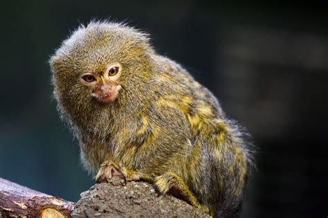 pygmy-marmoset-1440482961tgM.jpg (1920×1280) | Singe