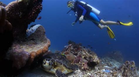 Scuba diving in #Lakshadweep Scuba Diving, Vacation, Pets, Animals, Diving, Vacations, Animales ...