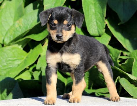 Miniature Pinscher Mix Puppies For Sale | Puppy Adoption | Keystone Puppies