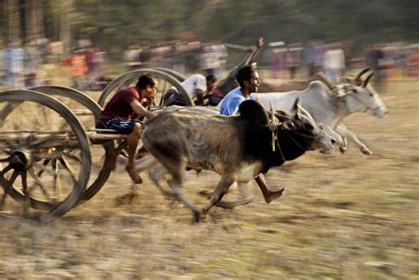 Bullock cart race - The Shillong Times