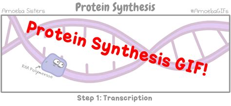 Protein Synthesis GIF by SarinaSunbeam on DeviantArt