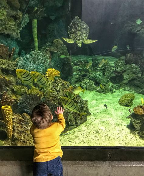 7 Reasons to Visit the Pittsburgh Zoo & PPG Aquarium - Toddling Traveler