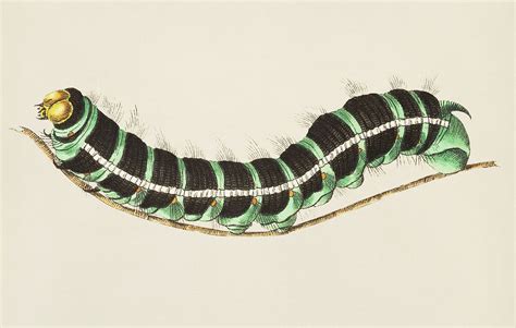 Thysania agrippina caterpillar illustration from The | Premium PSD ...