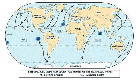 Whale | mammal | Britannica.com