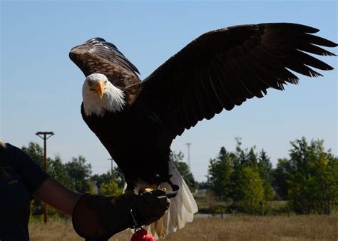 Facts about bald eagle habitat? - factstraits.com