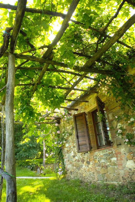 Pergola covered by the vine plant 27088041 Stock Photo at Vecteezy