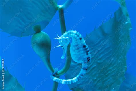 Big-belly seahorse Stock Photo | Adobe Stock