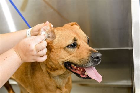 What You Need to Know About Your Dog’s Ear Yeast Infection