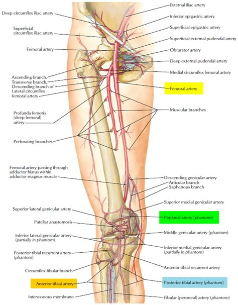 Popliteal Artery Location - Entrapment - Popliteal Artery Aneurysm