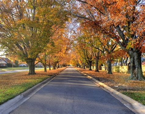 Photo of the Day: The Tree Tunnel | Bowie, MD Patch