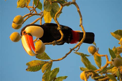 How To See Wildlife In The Pantanal - Horizon Guides