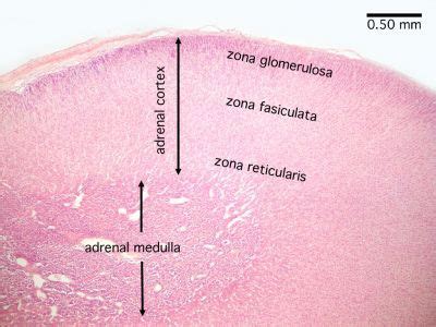 Pin on { Histology & A&P II }