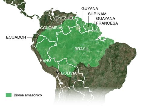 "La gran mentira verde": cómo la pérdida del Amazonas va mucho más allá de la deforestación ...