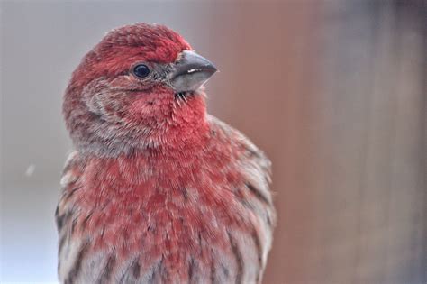 Birds Have No External Ears | BirdNote