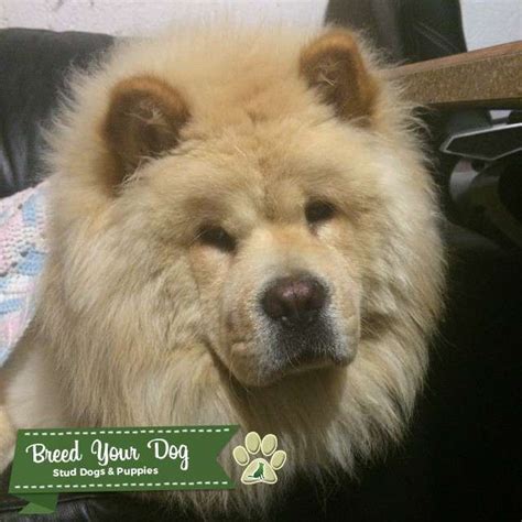 Cream Chow Chow - Stud Dog in Michigan, United States | Breed Your Dog