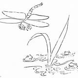 Pond Coloring Pages Ducks And Cattails  Free Printable sketch template
