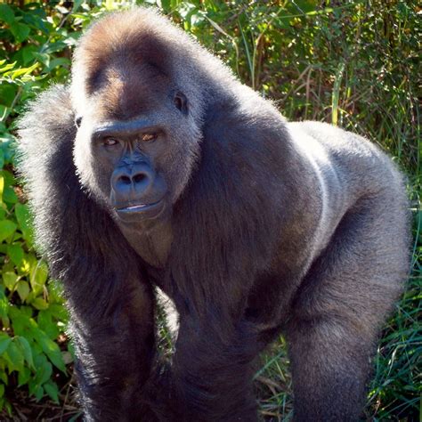 Silverback at St. Louis Zoo - photo credit @k_hoff5 St Louis Zoo, Zoo ...