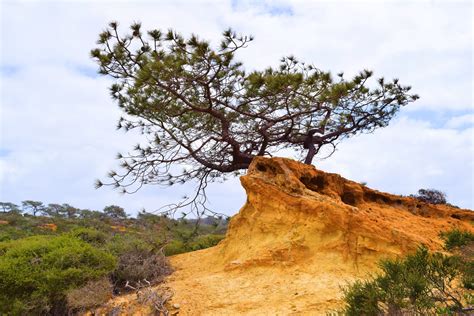 Torrey Pines State Natural Reserve, San Diego, CA - California Beaches