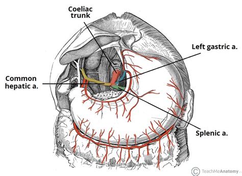 Arteries of the Abdomen - TeachMeAnatomy