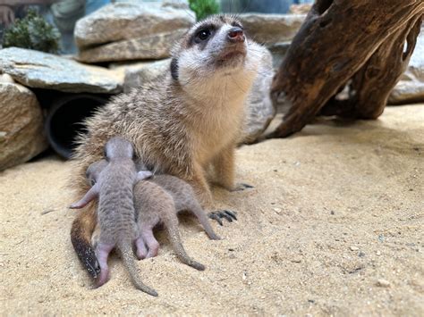 Meerkats Are Born at Smithsonian’s National Zoo and Conservation Biology Institute | Smithsonian ...