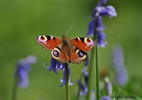 Gloucestershire Wildlife Trust - protecting local wildlife and wild places #charities | Wildlife ...