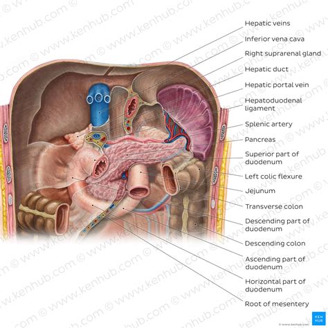 Pancreas - AileonAspen