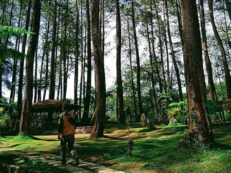 HUTAN PINUS BANDUNG: 7 Tempat Wisata Keren - Wisataku.blog