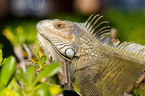 Puerto Rico Iguana Iguana Iguan Iguana Image Free Photo