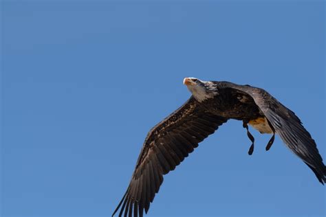 Close up of Flying Bald Eagle · Free Stock Photo