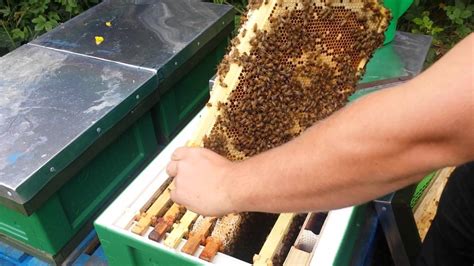 Follow up to installation of a 5 Frame Nuc from BS Honey Bees - YouTube