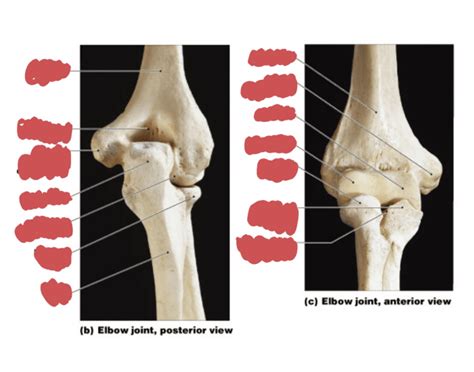 Humeroulnar Joint Quiz