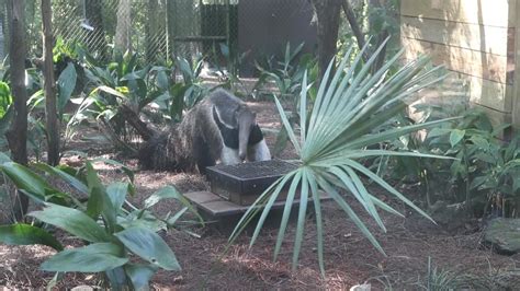 Tallahassee Museum welcomes new guest animal