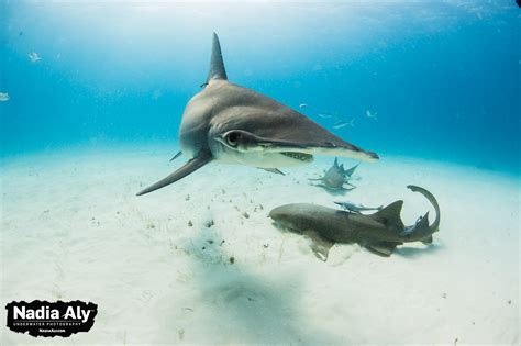 Top Four Shark Encounters in the Bahamas • Scuba Diver Life