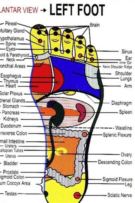 left foot reflexo #reflexology #reflexology #map | Reflexology, Plexus products, Reflexology points