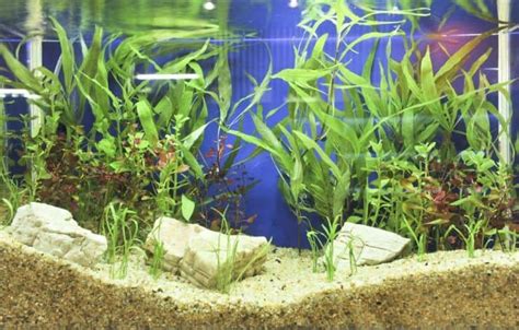 How much substrate to buy for the aquarium? - Aquarium Tips