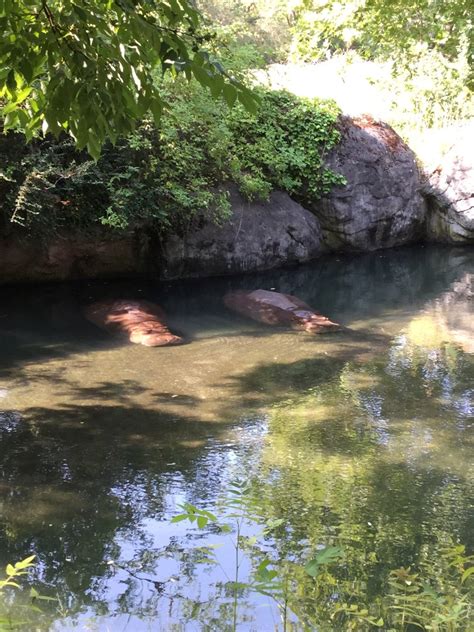 Nile Hippos Guadalupe and Water Lily 8/3/19 - ZooChat