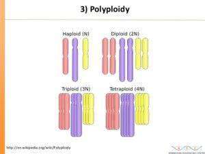 types of polyploidy Archives - Online Science Notes