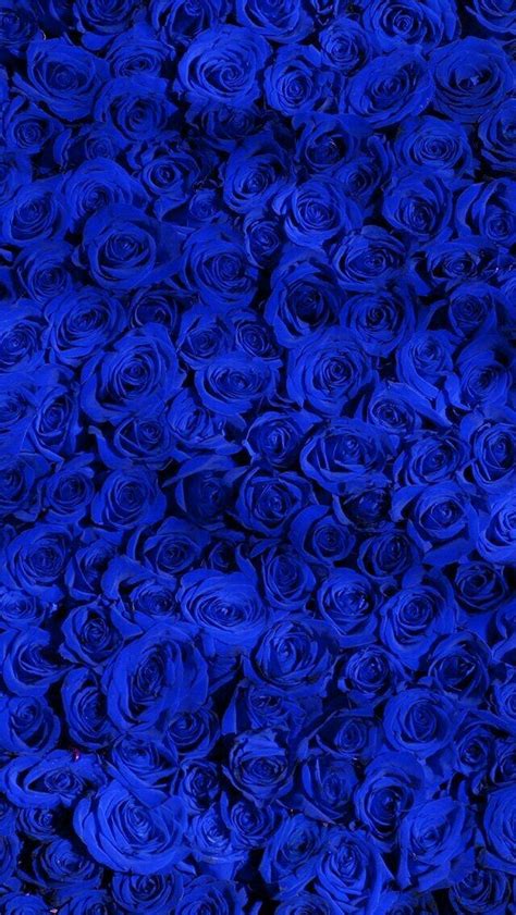 Pin by Meme on Blue | Blue flower wallpaper, Blue roses wallpaper, Royal blue wallpaper