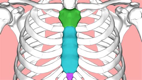 Sternum Injury Symptoms - Injury Choices