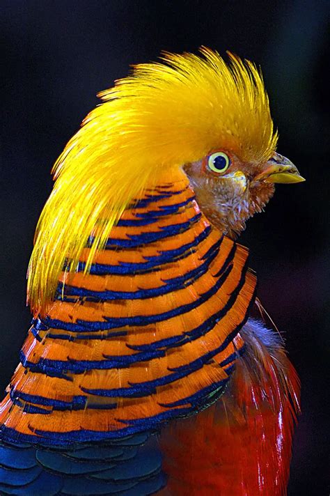 Golden Pheasant | The Animal Facts diet, habitat, appearance, facts, More!