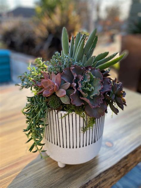 Succulent Arrangement | Jardim de plantas suculentas, Suculentas ...