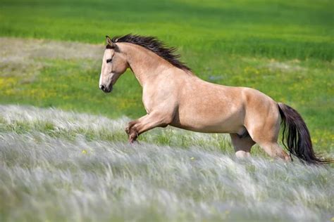 Buckskin Stock Photos, Royalty Free Buckskin Images | Depositphotos