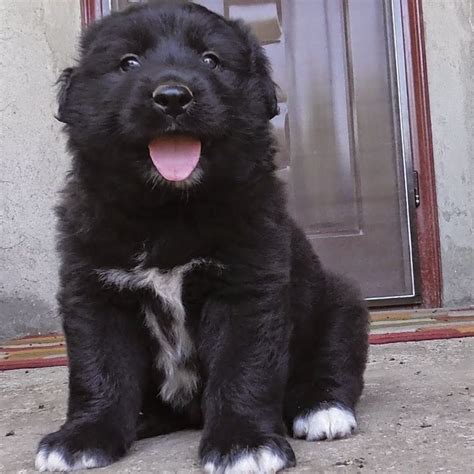 Romanian Raven Shepherd Dog - Alchetron, the free social encyclopedia