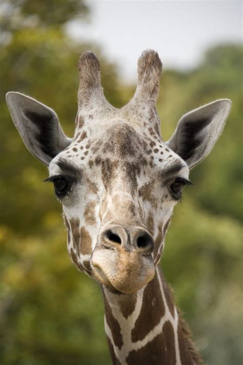 Giraffe Head Up Close Stock Image - Image: 11231031